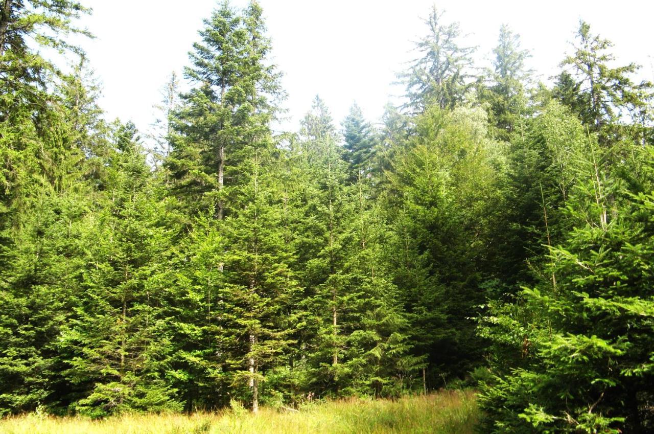 Ferienwohnung Schwarzwald Oase Kniebis Kültér fotó